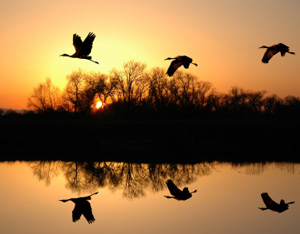 John Muir, founder of the Sierra Club, likened the San Joaquin River Delta, with its immense oak forests and wetlands and its teeming wildlife, to the Garden of Eden.